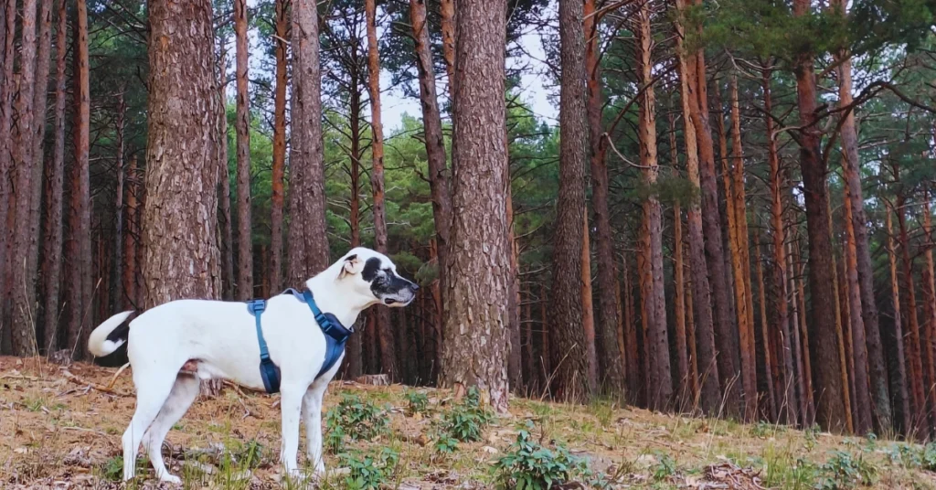 rutas pet-friendly en Madrid