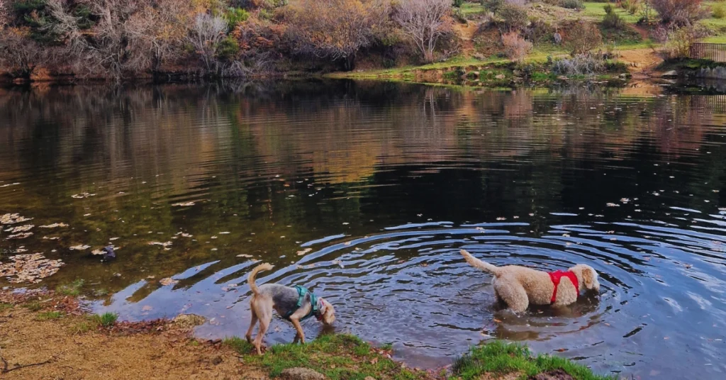 rutas pet-friendly en Madrid